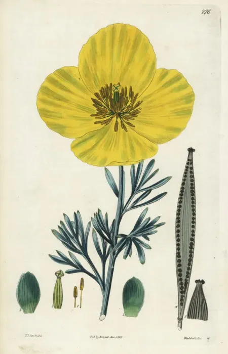 Framed Print : Mexican tulip poppy, Hunnemannia fumariaefolia Framed Print : Mexican tulip poppy, Hunnemannia fumariaefolia