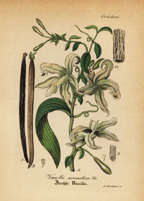 Framed Print : Mexican vanilla orchid, Vanilla mexicana Framed Print : Mexican vanilla orchid, Vanilla mexicana