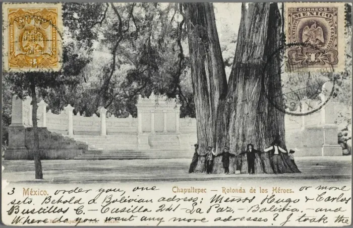 Framed Print : Mexico - Chapultepec, Mexico City - Giant Tree Framed Print : Mexico - Chapultepec, Mexico City - Giant Tree