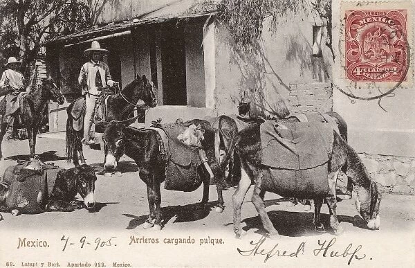 Mexico - Donkeys carrying pulque