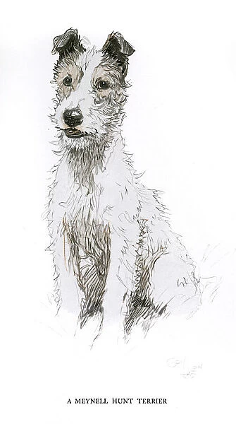 Meynell Hunt fox terrier