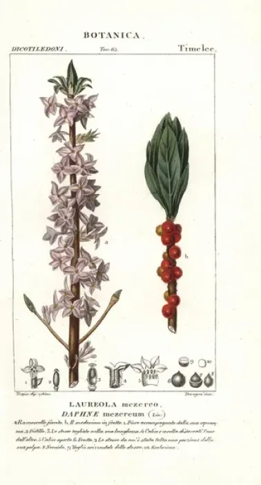 Framed Print : Mezereon, Daphne mezereum Framed Print : Mezereon, Daphne mezereum