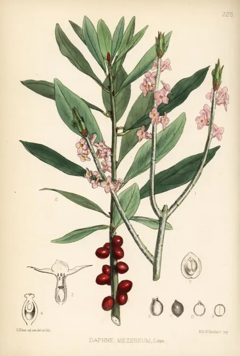 Framed Print : Mezereon, Daphne mezereum Framed Print : Mezereon, Daphne mezereum
