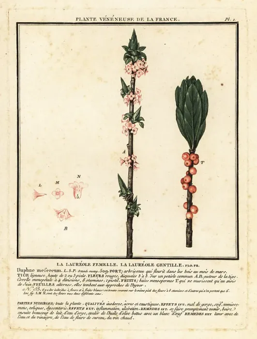 Framed Print : Mezereon, Daphne mezereum Framed Print : Mezereon, Daphne mezereum