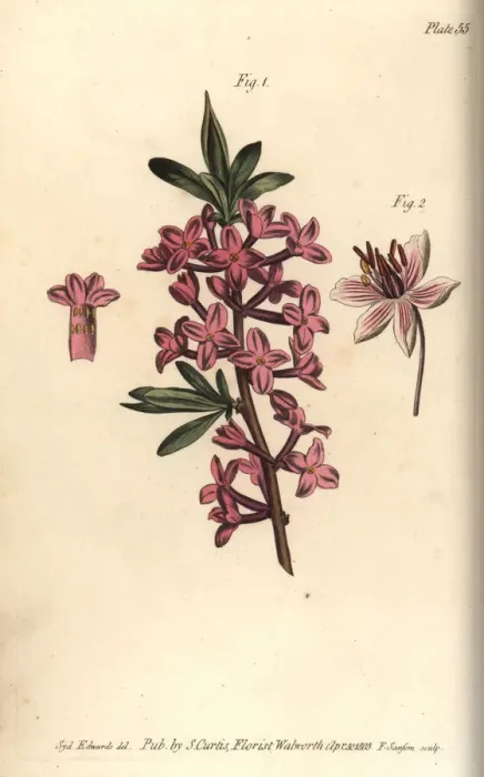 Framed Print : Mezereon, Daphne mezereum, and flowering rush Framed Print : Mezereon, Daphne mezereum, and flowering rush