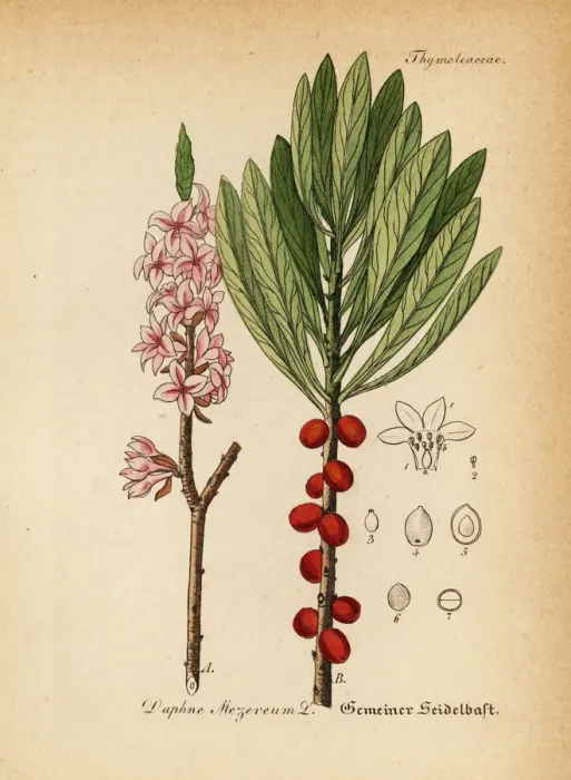 Framed Print : Mezereon or spurge laurel, Daphne mezereum Framed Print : Mezereon or spurge laurel, Daphne mezereum