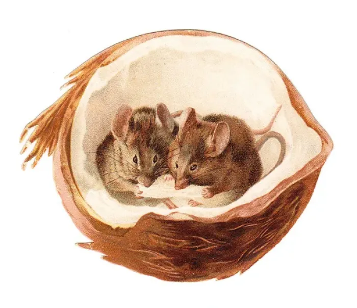 Framed Print : Two mice inside a coconut on a cutout greetings card Framed Print : Two mice inside a coconut on a cutout greetings card