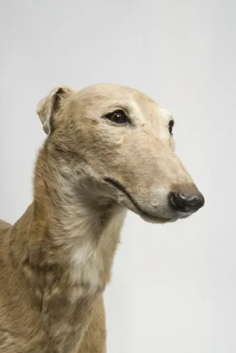 Framed Print : Mick the Miller, greyhound Framed Print : Mick the Miller, greyhound