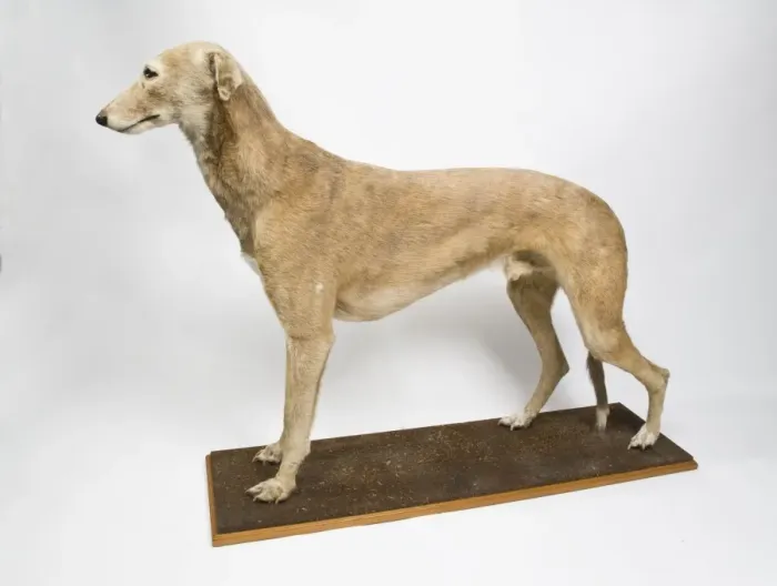 Framed Print : Mick the Miller, greyhound Framed Print : Mick the Miller, greyhound