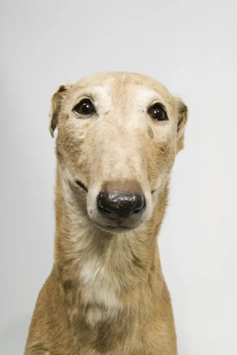 Framed Print : Mick the Miller, greyhound Framed Print : Mick the Miller, greyhound