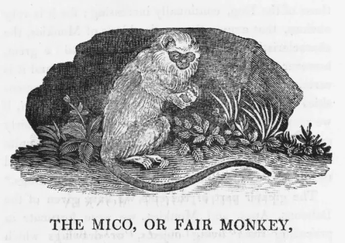Framed Print : Mico Monkey (Bewick) Framed Print : Mico Monkey (Bewick)