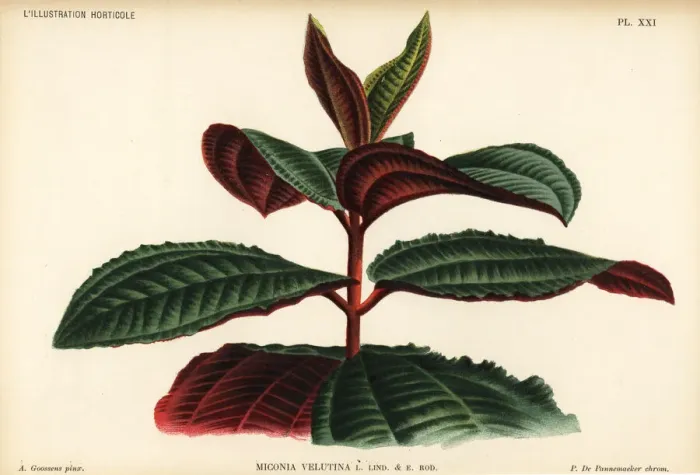 Framed Print : Miconia velutina