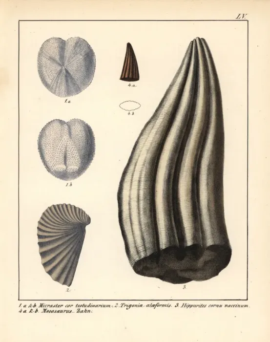 Framed Print : Micraster cor-testudinarium, Trigonia alaeformis Framed Print : Micraster cor-testudinarium, Trigonia alaeformis