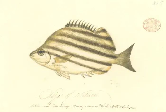 Framed Print : Microcanthus strigatus, convict fish Framed Print : Microcanthus strigatus, convict fish