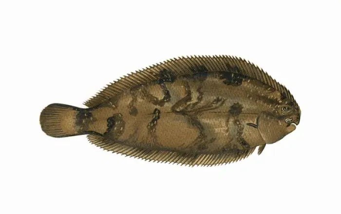 Framed Print : Microchirus variegatus, or Thickback Sole Framed Print : Microchirus variegatus, or Thickback Sole