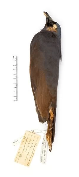 Microgoura meeki, Choiseul pigeon