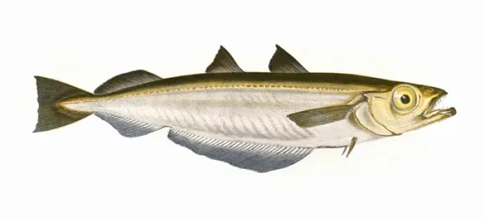 Framed Print : Micromesistius poutassou, or Blue Whiting Framed Print : Micromesistius poutassou, or Blue Whiting