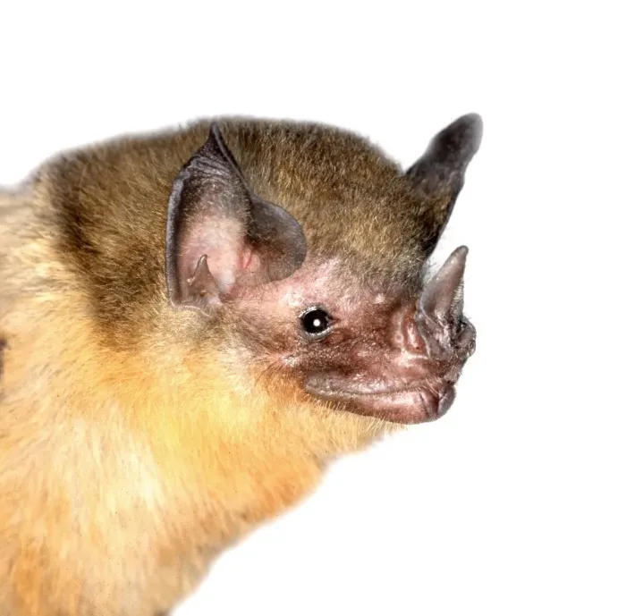 Framed Print : Micronycteris brachyotis, orange-throated bat Framed Print : Micronycteris brachyotis, orange-throated bat