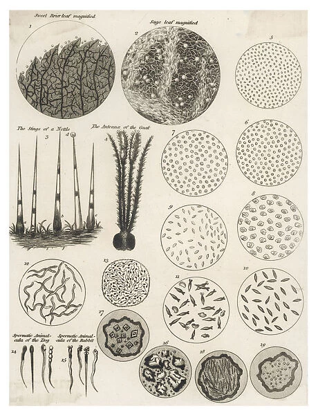 Microscopic Objects