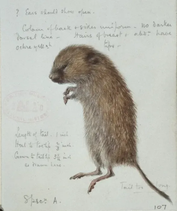 Framed Print : Microtus agrestis, field vole Framed Print : Microtus agrestis, field vole