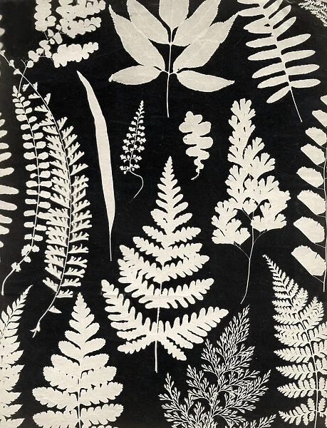 Mid 19th century photogram of leaves and ferns, England