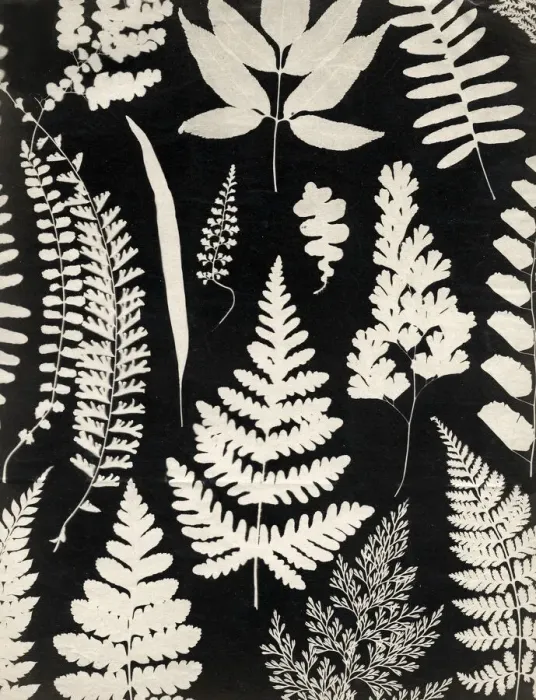 Framed Print : Mid 19th century photogram of leaves and ferns, England Framed Print : Mid 19th century photogram of leaves and ferns, England