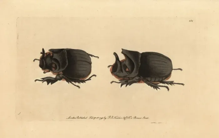 Framed Print : Midas beetle, Heliocopris midas Framed Print : Midas beetle, Heliocopris midas