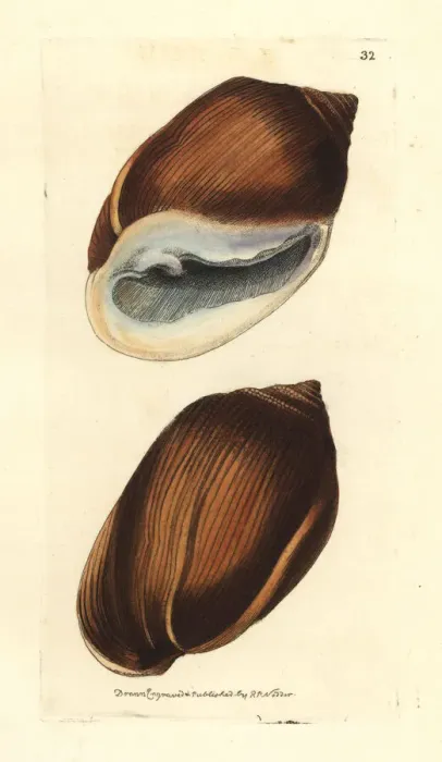 Framed Print : Midass ear shell, Ellobium aurismidae Framed Print : Midass ear shell, Ellobium aurismidae