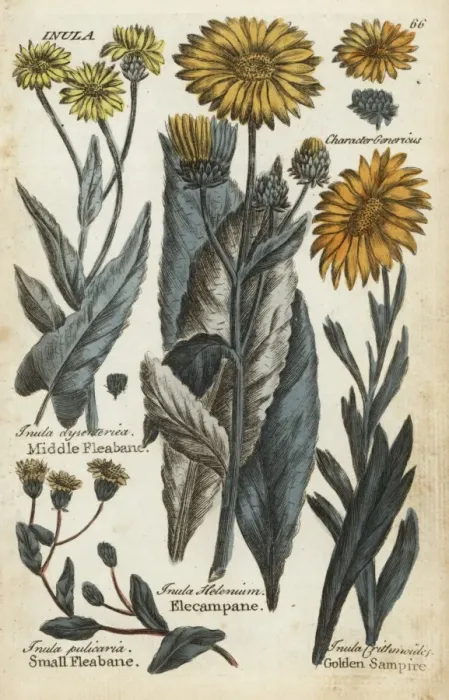 Framed Print : Middle fleabane, small fleabane, elecampane Framed Print : Middle fleabane, small fleabane, elecampane
