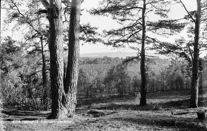 Framed Print : Midhurst Common Landscape Framed Print : Midhurst Common Landscape
