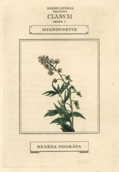 Framed Print : Mignonette, Reseda odorata Framed Print : Mignonette, Reseda odorata