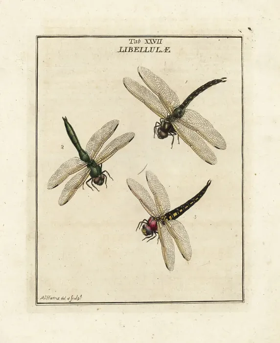 Framed Print : Migrant hawker, downy emerald and hairy dragonflies Framed Print : Migrant hawker, downy emerald and hairy dragonflies