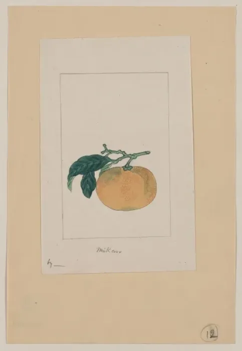 Framed Print : Mikan. Drawing shows the unshUmikan, a type of orange, with stem, part of branch, Framed Print : Mikan. Drawing shows the unshUmikan, a type of orange, with stem, part of branch,