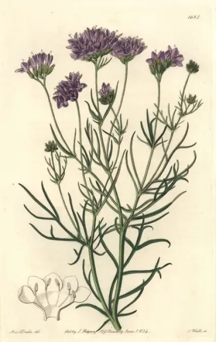 Framed Print : Milfoil-leaved or California gilia, Gilia achilleaefolia Framed Print : Milfoil-leaved or California gilia, Gilia achilleaefolia