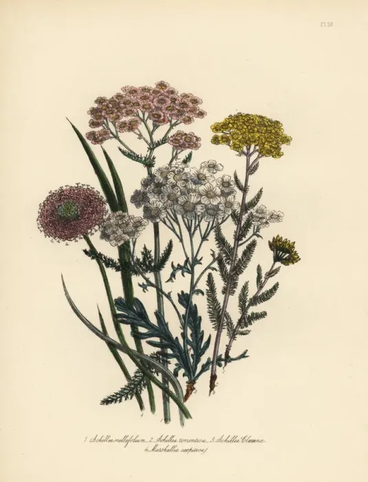 Framed Print : Milfoil and Marshallia species Framed Print : Milfoil and Marshallia species