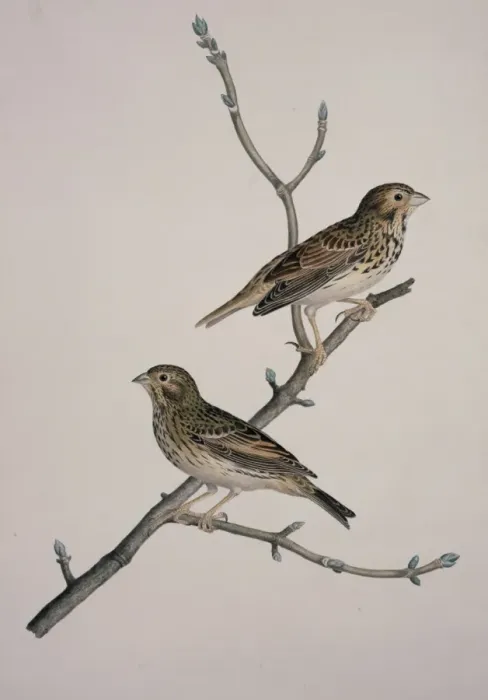 Framed Print : Miliaria calandra, corn bunting