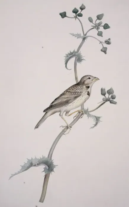 Framed Print : Miliaria calandra, corn bunting Framed Print : Miliaria calandra, corn bunting