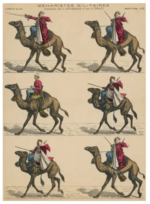 Framed Print : Military Camels Framed Print : Military Camels