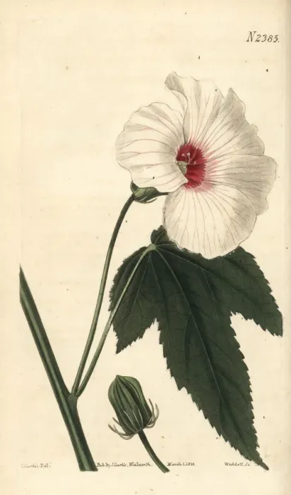 Framed Print : Military hibiscus, Hibiscus militaris Framed Print : Military hibiscus, Hibiscus militaris
