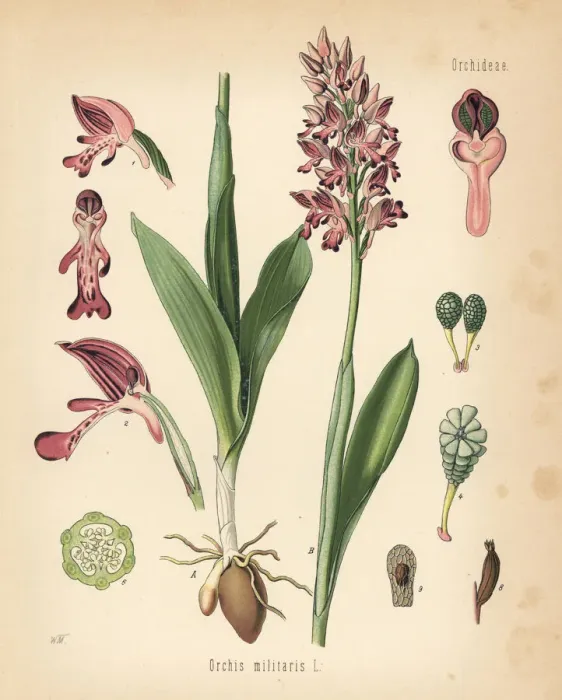 Framed Print : Military orchid, Orchis militaris Framed Print : Military orchid, Orchis militaris