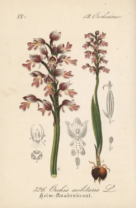Framed Print : Military orchid, Orchis militaris Framed Print : Military orchid, Orchis militaris