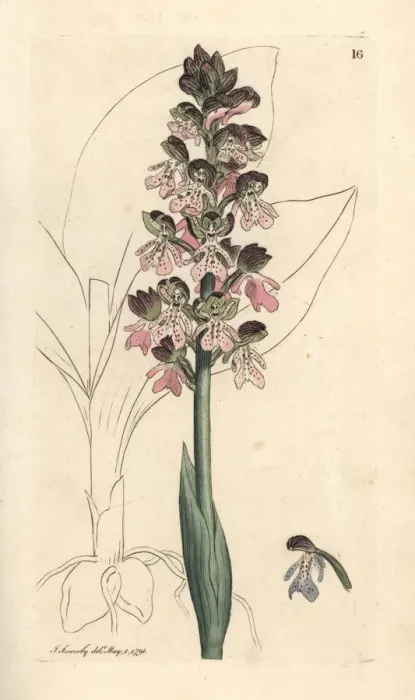 Framed Print : Military orchis, Orchis militaris Framed Print : Military orchis, Orchis militaris