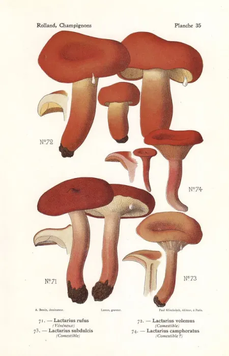 Framed Print : Milk cap mushrooms Framed Print : Milk cap mushrooms