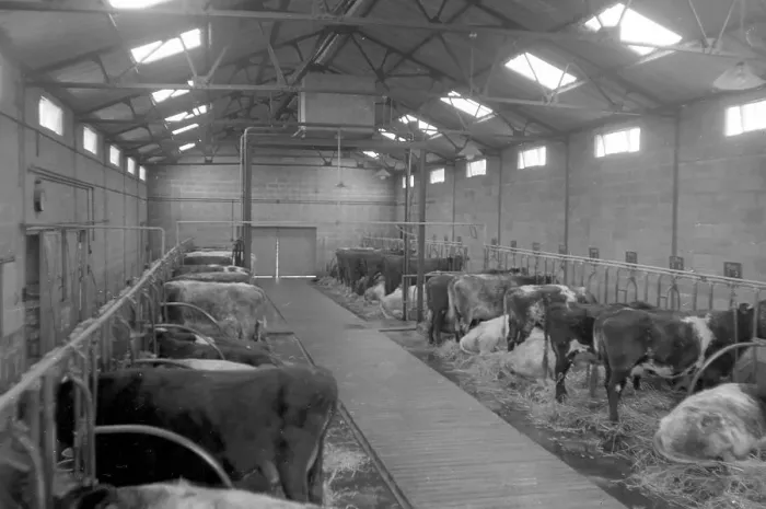Framed Print : Milk Production in the 1960s: Pre Milking feed Framed Print : Milk Production in the 1960s: Pre Milking feed
