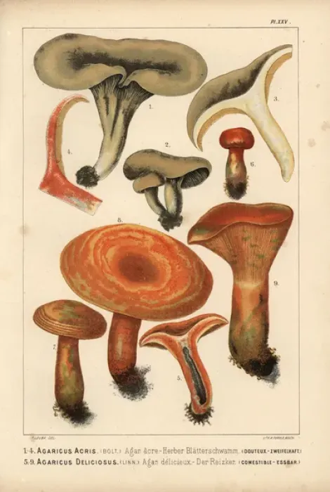Framed Print : Milkcap, Lactarius acris, and Saffron milkcap Framed Print : Milkcap, Lactarius acris, and Saffron milkcap