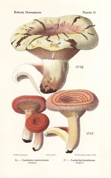 Framed Print : Milkcap mushroom, Lactarius controversus Framed Print : Milkcap mushroom, Lactarius controversus