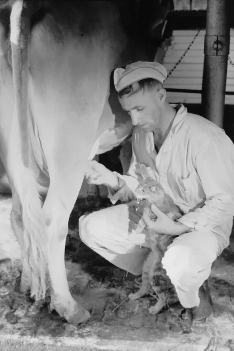 Framed Print : Milker gives pet cat some milk direct from cow, Brandtjen Da Framed Print : Milker gives pet cat some milk direct from cow, Brandtjen Da