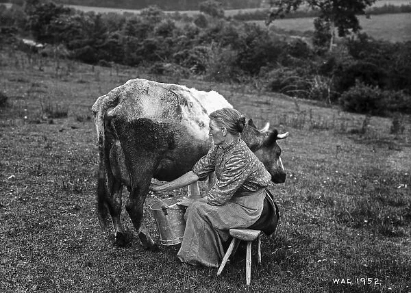 Milking - a view of a lady milking a cow in a field with a metal bucket