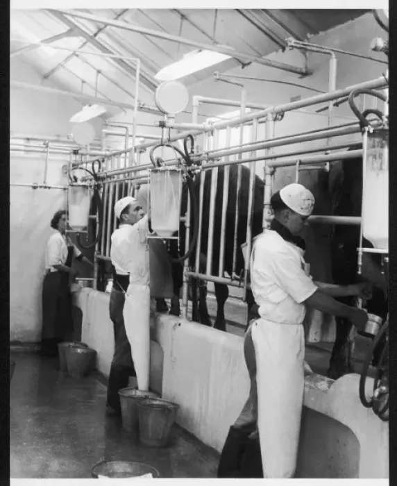 Framed Print : MILKING, 1950S Framed Print : MILKING, 1950S