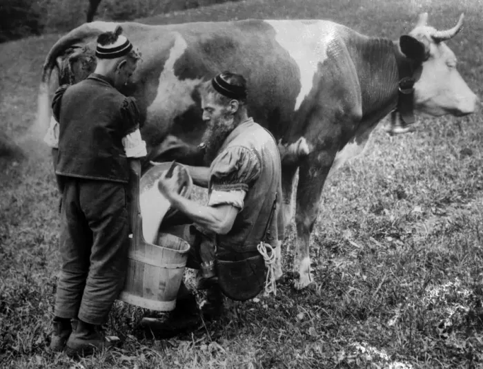 Framed Print : Milking a Cow Framed Print : Milking a Cow